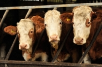 Picture of Fleckvieh cows