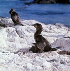 Picture of flightless cormorant and chick on lava rocks with guano, punta espinosa, fernandina island, galapagos islands