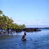 Picture of flightless cormorant on lava rock looking for fish near mangroves, punta espinosa, fernandina island, galapagos islands