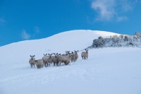 Picture of flock of Bluefaced Leicester ewes on snowy hill