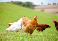 Picture of Flock of chickens in grassy field