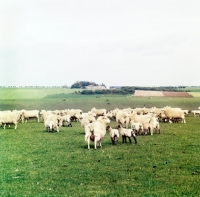 Picture of flock of ewes and lambs
