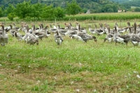 Picture of flock of geese in france