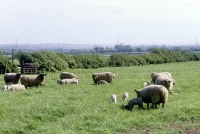 Picture of flock of mixed breed sheep, ewes and lambs