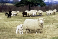 Picture of flock of poll dorset cross ewes and lambs