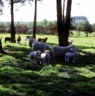 Picture of flock of poll dorset cross sheep, with others in background