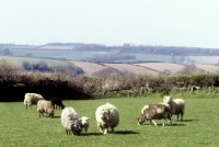 Picture of flock of rare breed sheep in devon