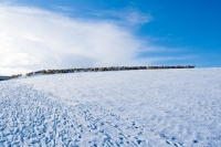 Picture of flock of Scottish Blackface Scottish Mule and Bluefaced-Leicester in distance