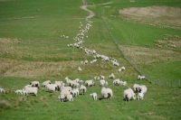 Picture of flock of Scottish Mule ewes, Texel cross bred and Suffolk cross bred