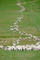 Picture of flock of Scottish Mule ewes, Texel cross bred and Suffolk cross bred