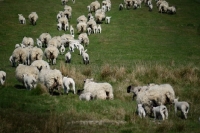 Picture of flock of Scottish Mule ewes, Texel cross bred and Suffolk cross bred