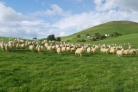 Picture of flock of Scottish Mule ewes