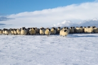 Picture of flock of sheep in snow
