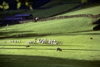 Picture of flock of sheep in the lake district