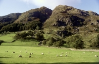 Picture of flock of sheep in the lake district