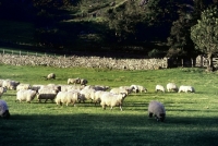 Picture of flock of sheep in the lake district