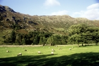 Picture of flock of sheep in the lake district