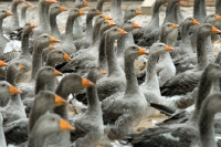 Picture of flock of toulouse geese in france