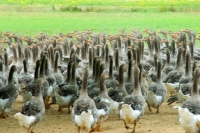 Picture of flock of toulouse geese