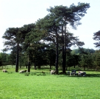 Picture of flock poll dorset cross ewes and lambs grazing among trees