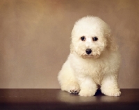 Picture of fluffy Bichon Frise, brown background