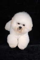 Picture of fluffy Bichon Frise on black background