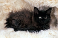 Picture of fluffy black Norwegian Forest kitten