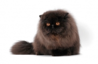 Picture of fluffy black Persian