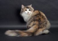 Picture of fluffy Blue Classic Torbie & White Norwegian Forest Cat