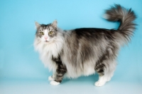 Picture of fluffy blue silver and white Norwegian Forest cat, tail up