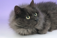 Picture of fluffy blue smoke siberian cat