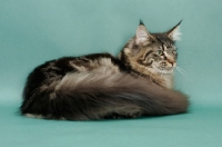 Picture of fluffy Brown Classic Tabby Maine Coon, green background