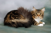 Picture of fluffy brown tabby and white maine coon cat 