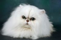 Picture of fluffy chinchilla portrait