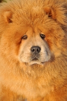 Picture of fluffy Chow