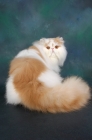 Picture of fluffy cream and white persian cat 