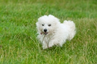 Picture of fluffy cross bred dog