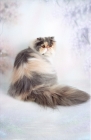 Picture of fluffy dilute Persian, back view