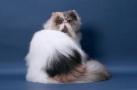 Picture of fluffy female Persian back view on blue background, Blue Tortie & White colour