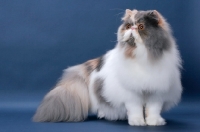 Picture of fluffy female Persian, Blue Tortie & White colour