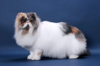 Picture of fluffy female Persian, Blue Tortie & White colour