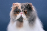 Picture of fluffy female Persian portrait on blue background, Blue Tortie & White colour