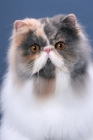 Picture of fluffy female Persian portrait on blue background, looking at camera, Blue Tortie & White colour
