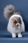 Picture of fluffy female Persian showing fluffy tail, Blue Tortie & White colour
