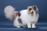Picture of fluffy female Persian showing fluffy tail, Blue Tortie & White colour