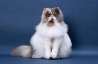 Picture of fluffy female Persian sitting down, Blue Tortie & White colour
