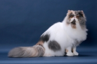Picture of fluffy female Persian sitting on blue background, Blue Tortie & White colour