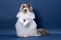 Picture of fluffy female Persian standing on hind legs on blue background, Blue Tortie & White colour