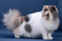 Picture of fluffy female Persian standing on blue background, Blue Tortie & White colour