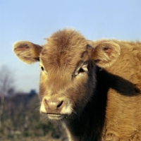 Picture of fluffy galloway calf